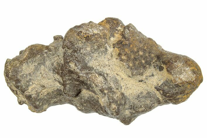 Jurassic Fossil Coral - Portugal #244802